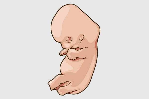 8週の胎児のイメージ
