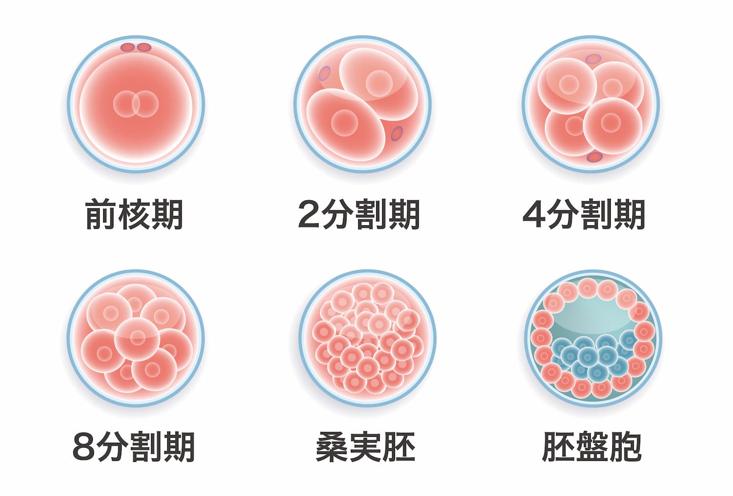 受精確認・培養