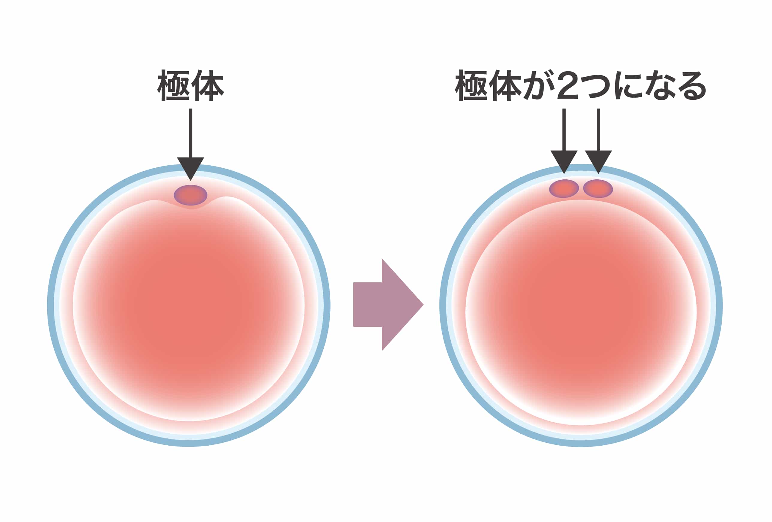 第二極体の観察